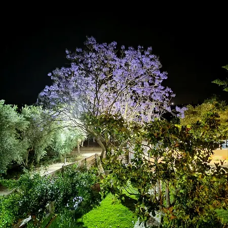 Elvajo