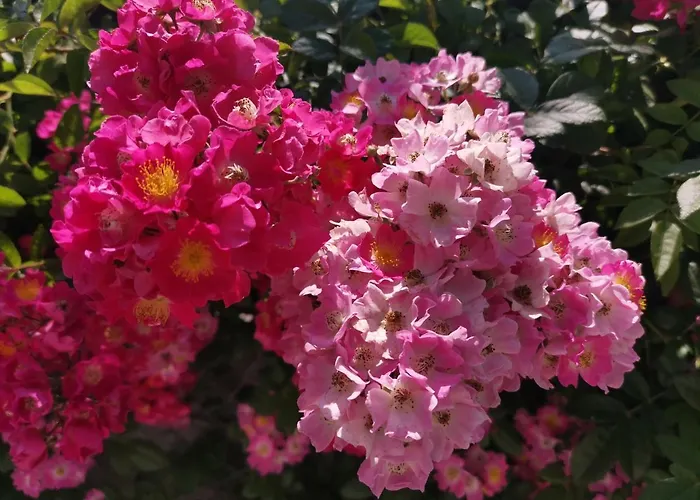 Διαμέρισμα Elvajo *