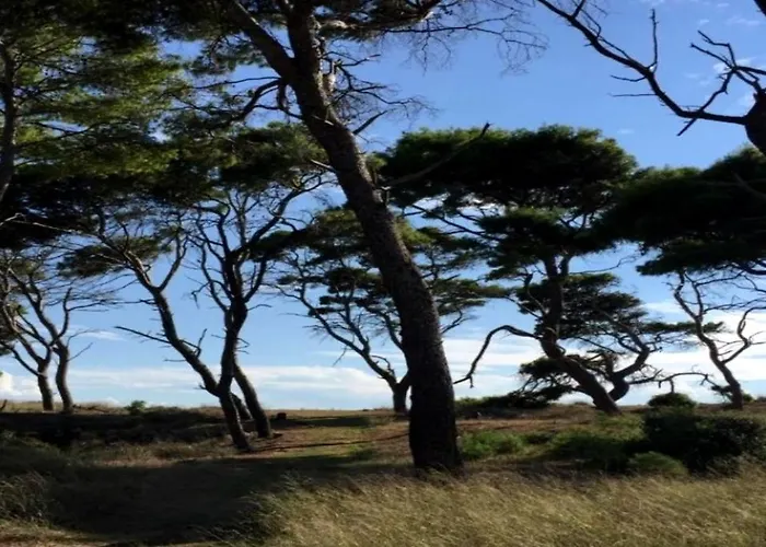 Elvajo * Ζαχάρω