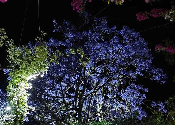 Elvajo * Ζαχάρω